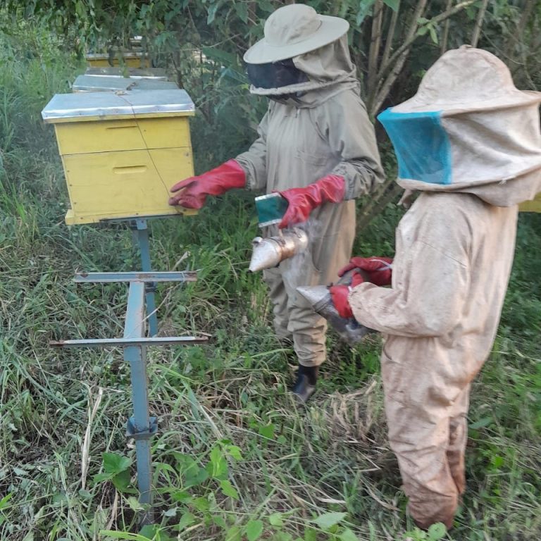 Two beekeepers in protective suits open a hive