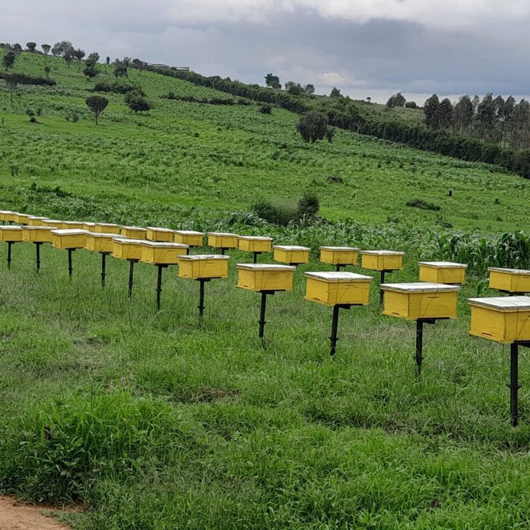 Beekeeping