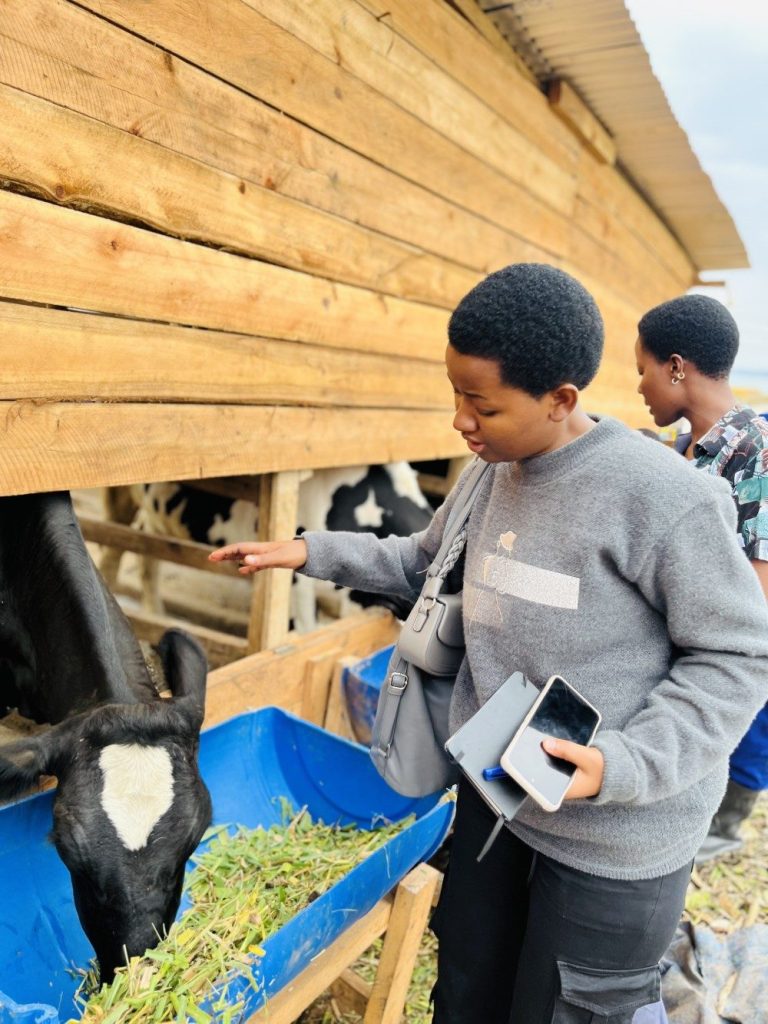A woman feeds cattle at the Nkombe dairy farm