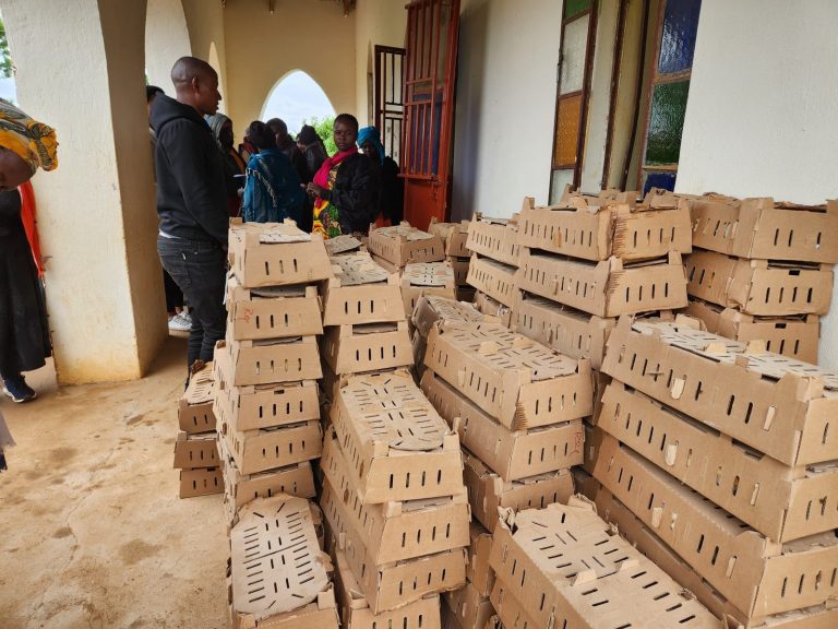 Stacks of chick boxes ready for collection