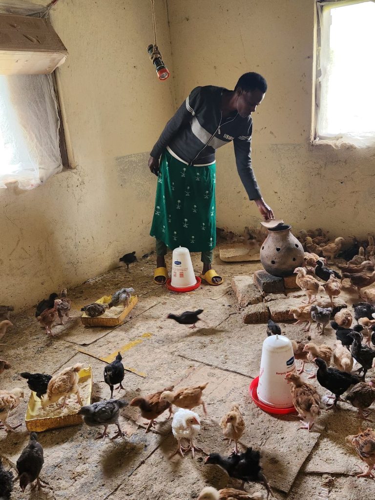 A woman feeds young birds in a poultry house