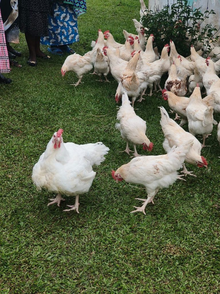 Laying hens on a farm